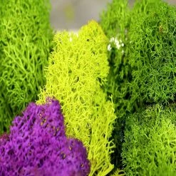 Coupon 🎉 Super Moss 21669 Reindeer Moss Preserved, Chartreuse, 8oz (200 cubic inch) 😍 -Cheap Christmas Crafts Store super moss 21669 reindeer moss preserved chartreuse 8oz 200 cubic inch14244891 a03NOWA