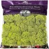Coupon 🎉 Super Moss 21669 Reindeer Moss Preserved, Chartreuse, 8oz (200 cubic inch) 😍